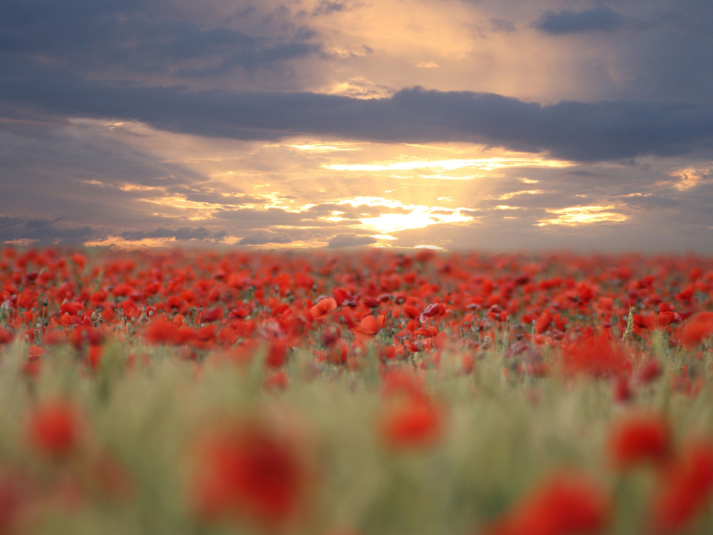 Природа, пейзаж Цветы flowers, nature, wallpaper 2104 красивые обои рабочий стол