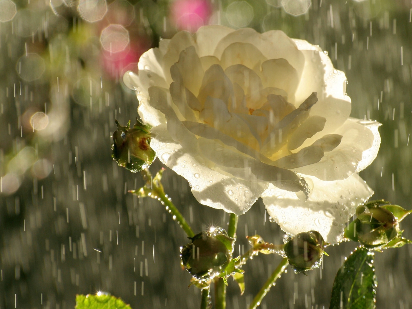Природа, пейзаж Цветы flowers, nature, wallpaper 464 красивые обои рабочий стол