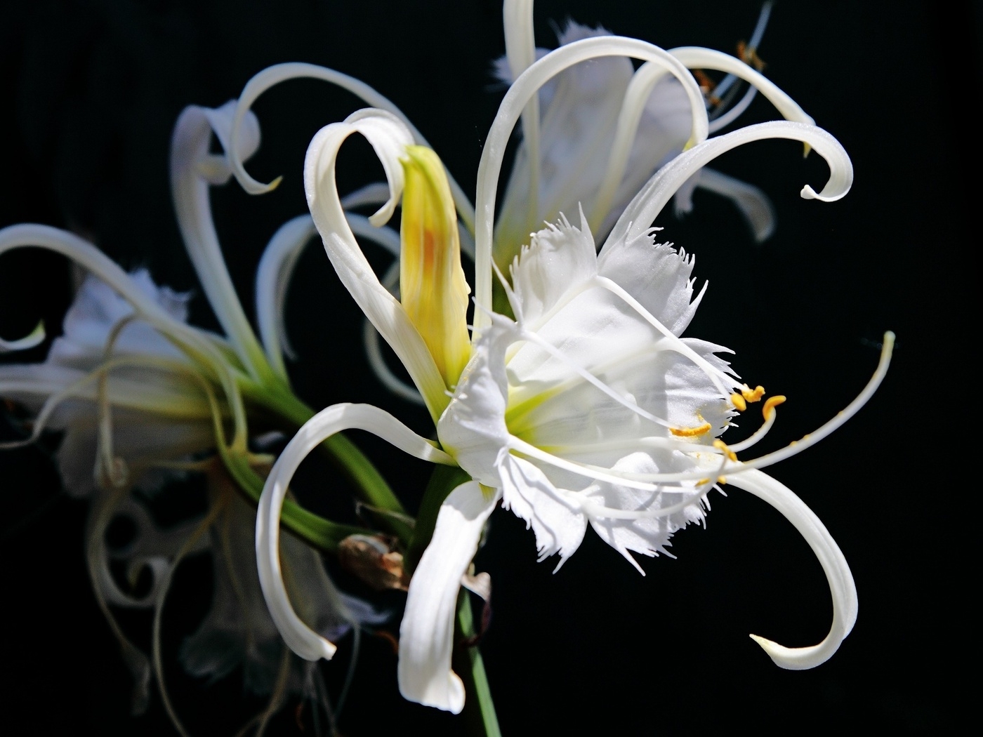 Природа, пейзаж Цветы flowers, nature, wallpaper 463 красивые обои рабочий стол