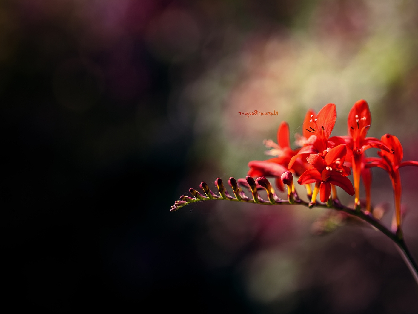 Природа, пейзаж Цветы flowers, nature, wallpaper 2105 красивые обои рабочий стол