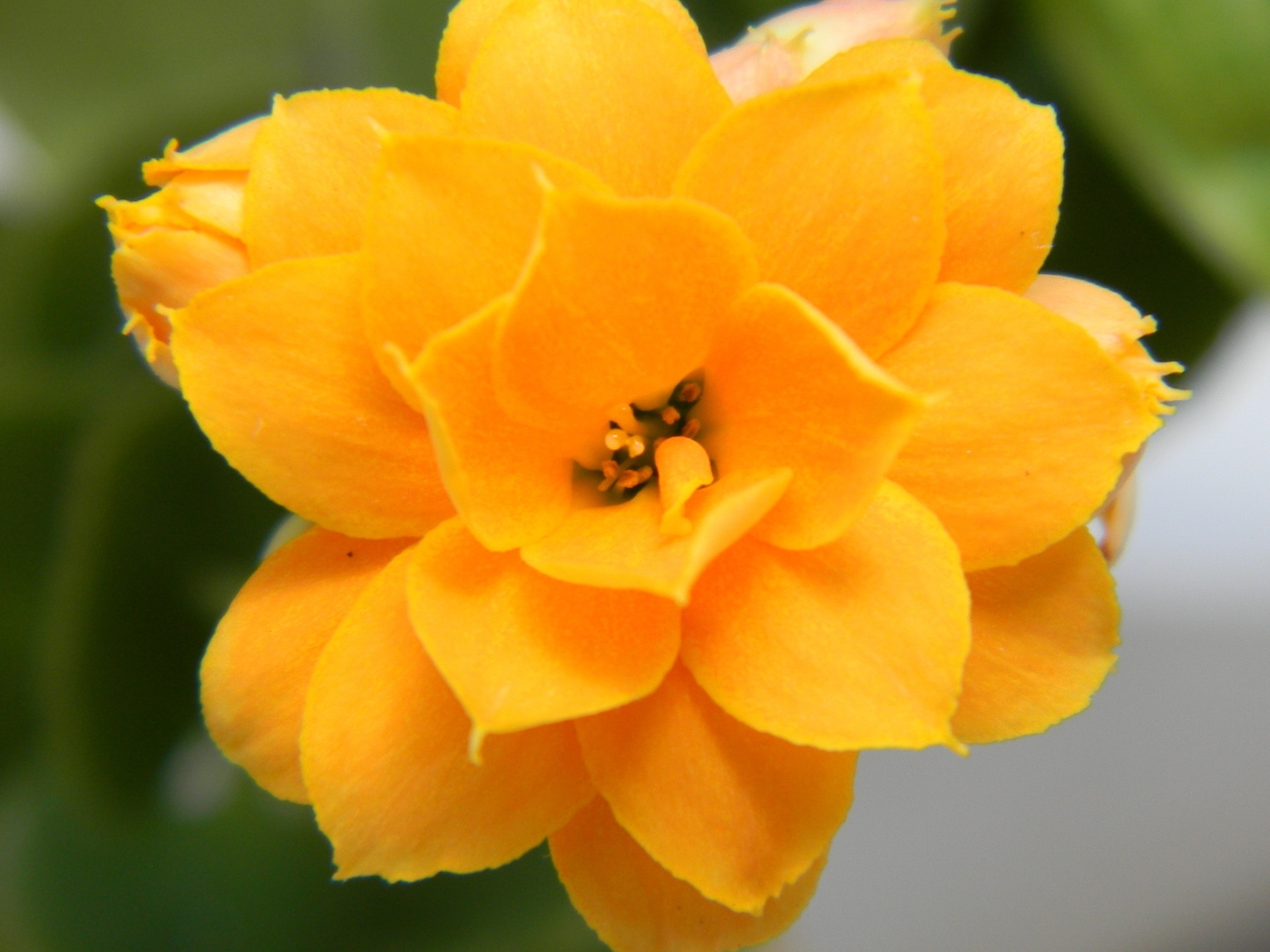 Природа, пейзаж Цветы flowers, nature, wallpaper 446 красивые обои рабочий стол