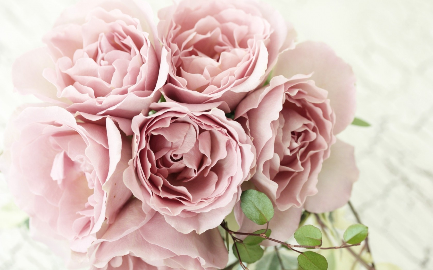  Цветы розы, букет, розовые, лепестки картинка, обои рабочий стол