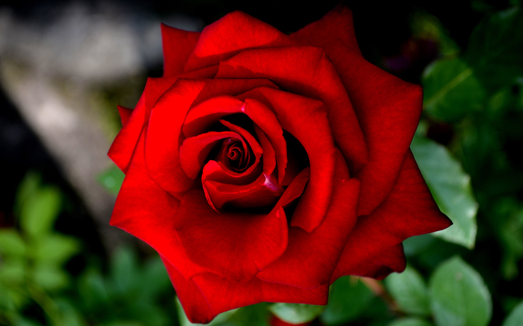  Цветы роза, красивый цветок, красная роза картинка, обои рабочий стол