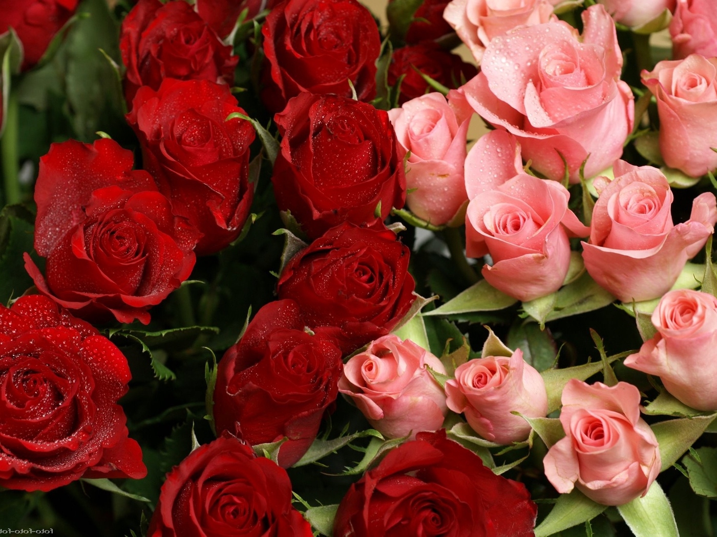 Природа, пейзаж Цветы flowers, nature, wallpaper 4146 красивые обои рабочий стол