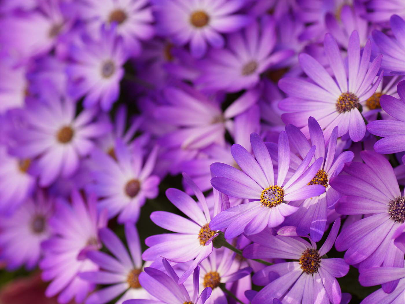 Природа, пейзаж Цветы flowers, nature, wallpaper 124 красивые обои рабочий стол