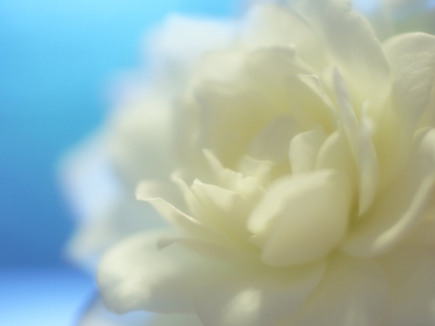 Природа, пейзаж Цветы flowers, nature, wallpaper 443 красивые обои рабочий стол