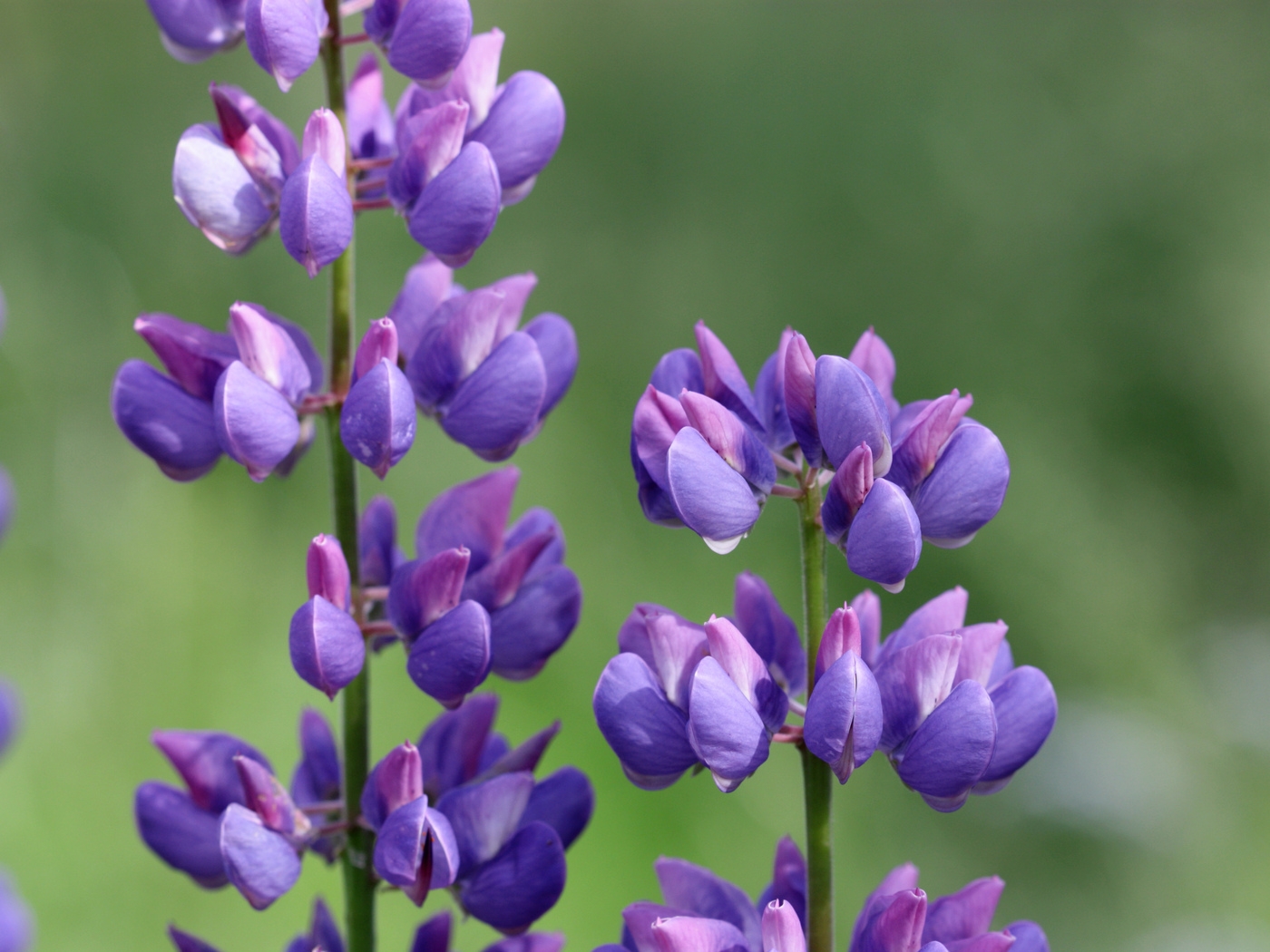 Природа, пейзаж Цветы flowers, nature, wallpaper 283 красивые обои рабочий стол