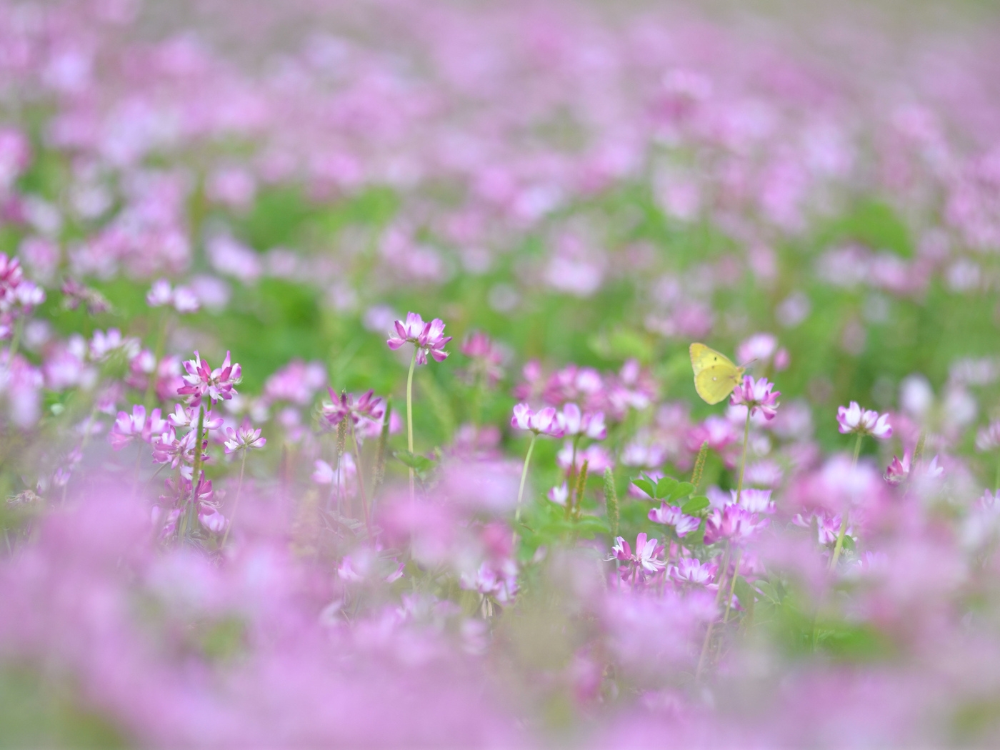 Природа, пейзаж Цветы flowers, nature, wallpaper 291 красивые обои рабочий стол