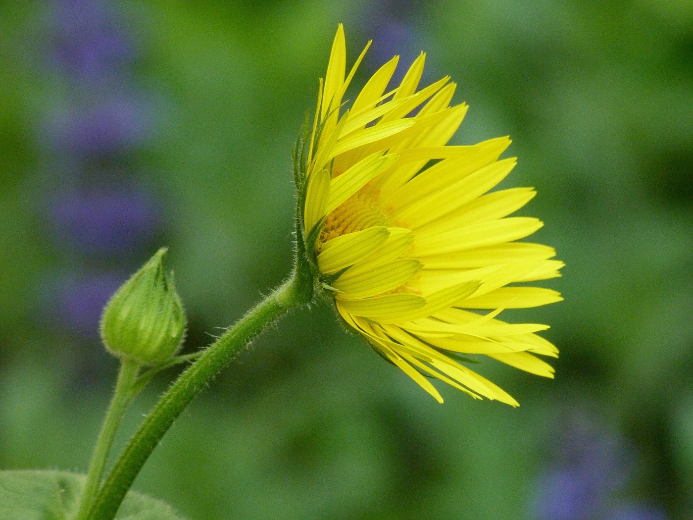 Природа, пейзаж Цветы flowers, nature, wallpaper 448 красивые обои рабочий стол