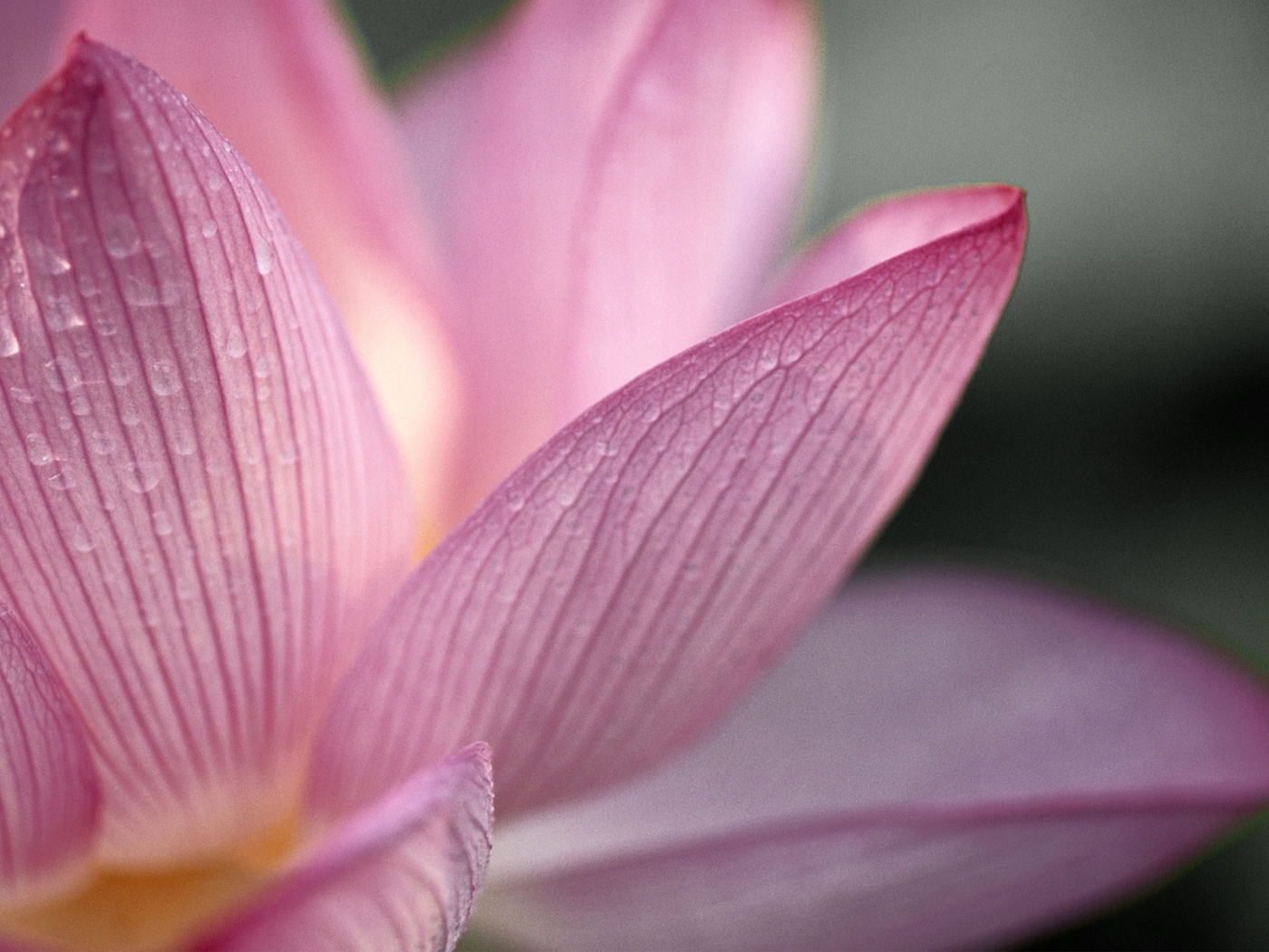 Природа, пейзаж Цветы flowers, nature, wallpaper 414 красивые обои рабочий стол