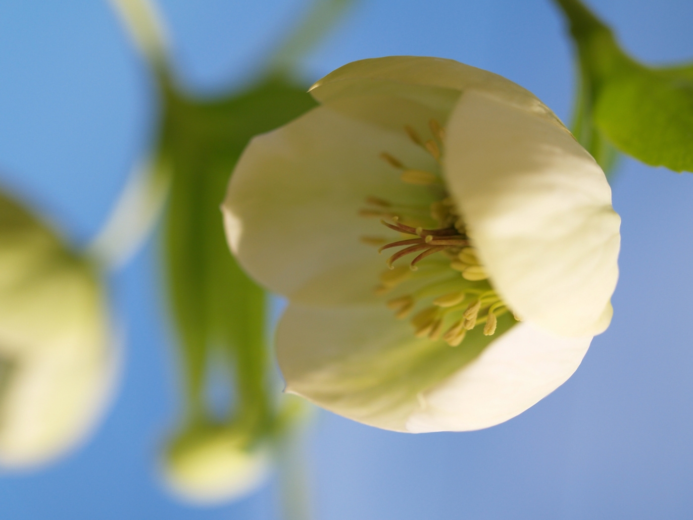 Природа, пейзаж Цветы flowers, nature, wallpaper 442 красивые обои рабочий стол