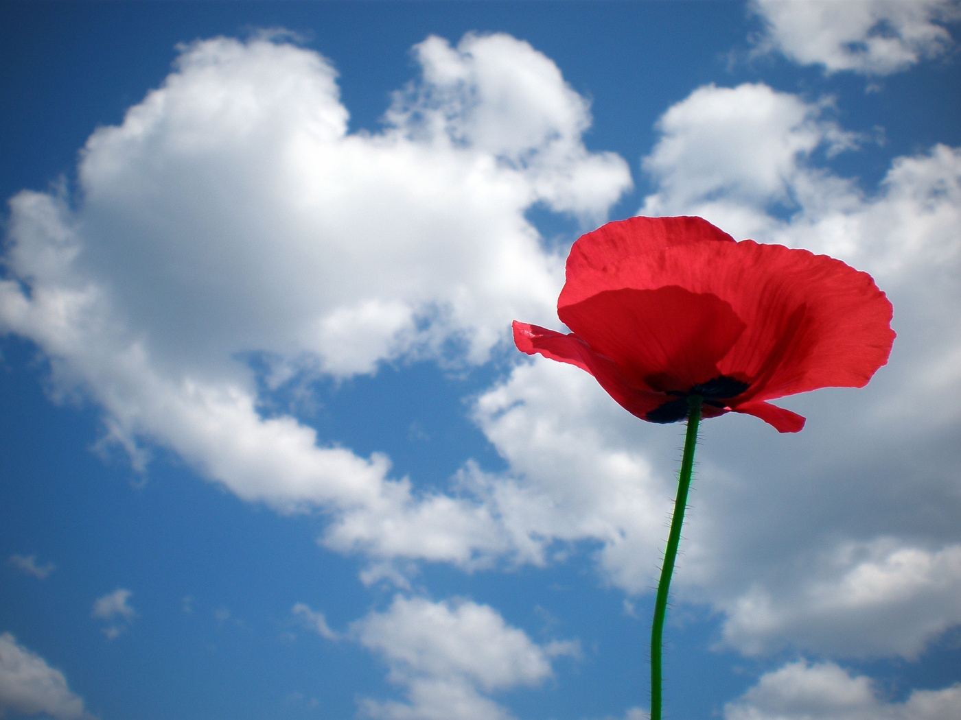 Природа, пейзаж Цветы flowers, nature, wallpaper 439 красивые обои рабочий стол