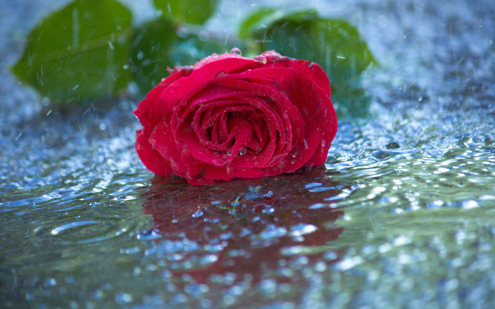  Цветы цветок, роза, красная, капли, дождь, вода картинка, обои рабочий стол
