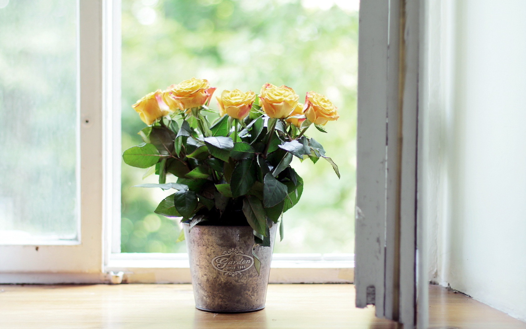 Природа, пейзаж Цветы желтые розы, окно, подоконник, ведро красивые обои рабочий стол