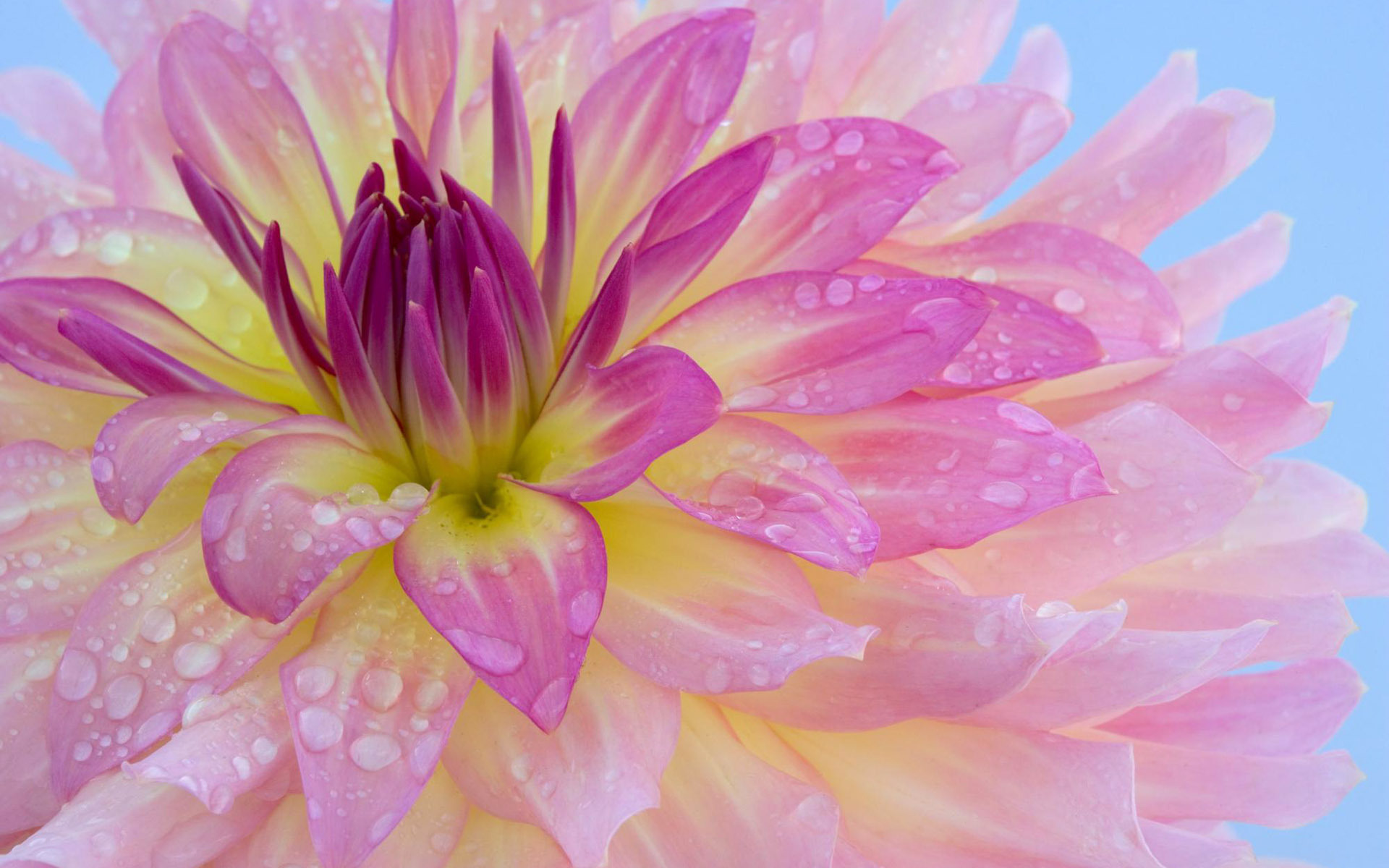 Природа, пейзаж Цветы flowers, nature, wallpaper 5168 красивые обои рабочий стол
