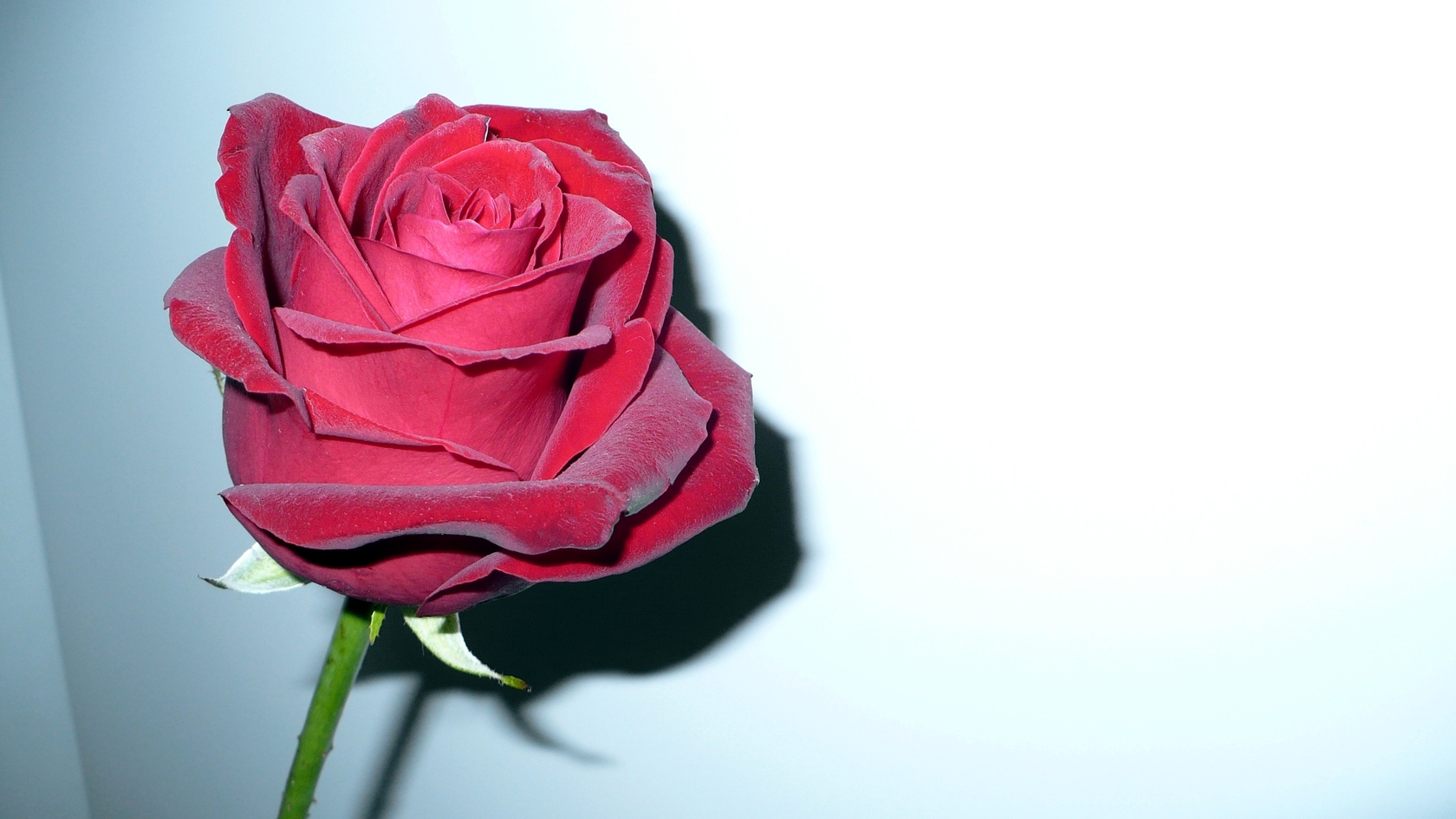  Цветы rose, red, flower, роза, красный, цветок картинка, обои рабочий стол