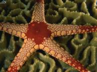 Девушка Море sea, ocean, wallpaper 164 обои рабочий стол